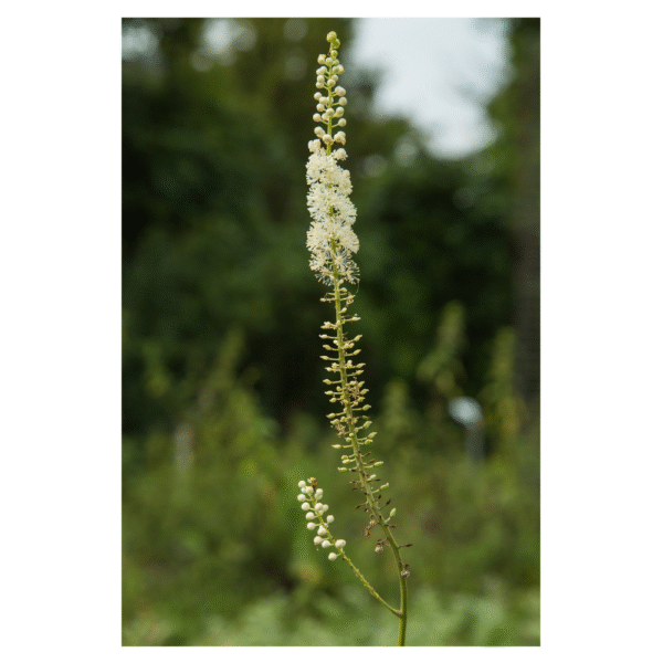 Black Cohosh 1 oz