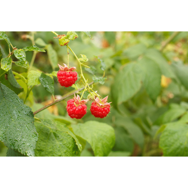 Red Raspberry Leaf 1oz.