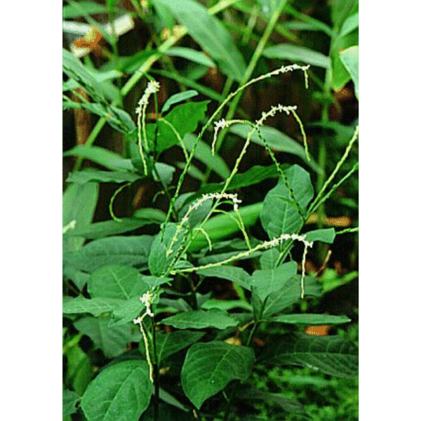 Guinea Hen Weed 1oz.