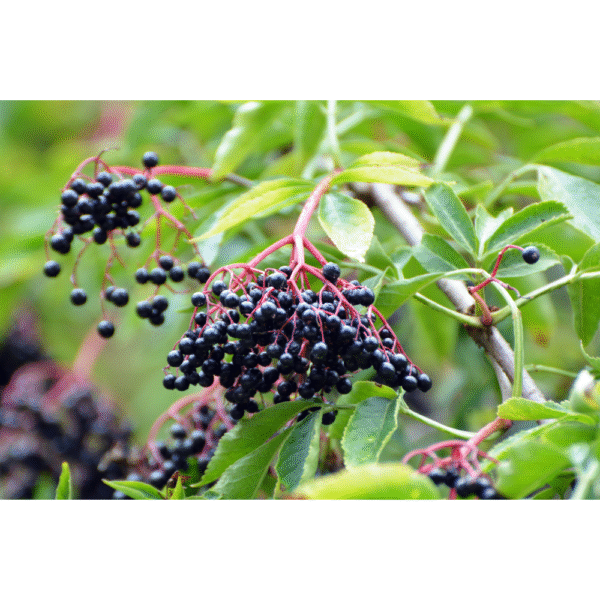 Elderberries per oz
