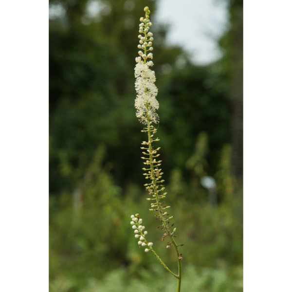 Black Cohosh 1 oz
