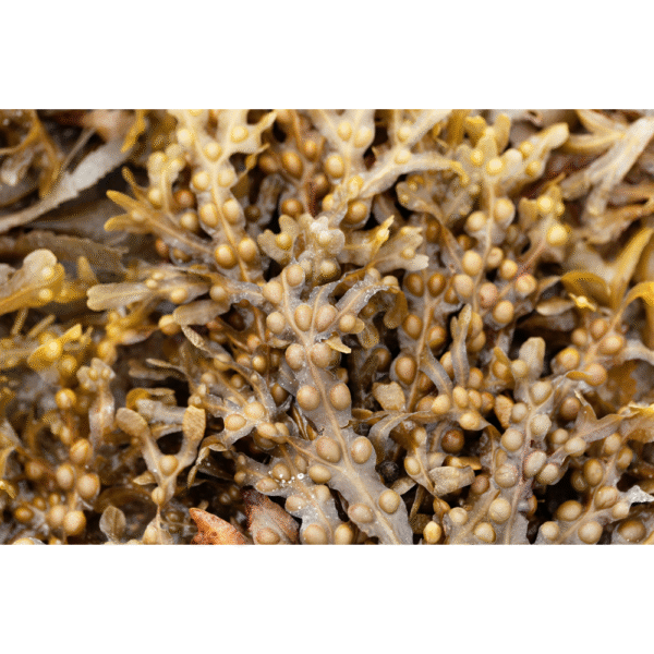 Bladderwrack Powder 1 oz.
