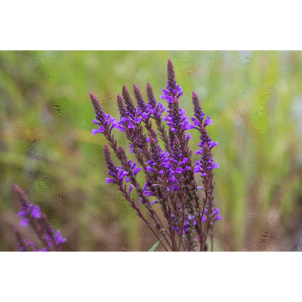 Blue Vervain 1 oz.