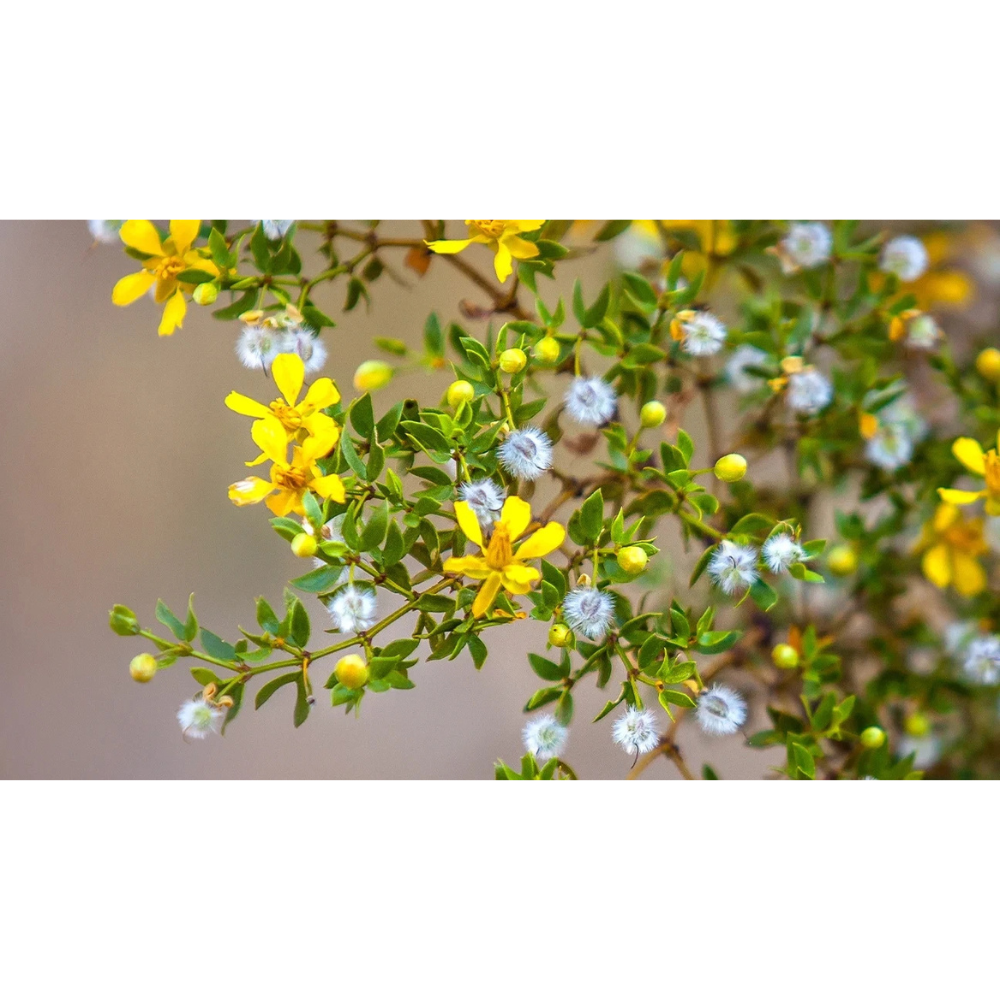 Untitled design - 2025-11-14T134749.453