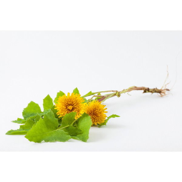 Dandelion Root per oz