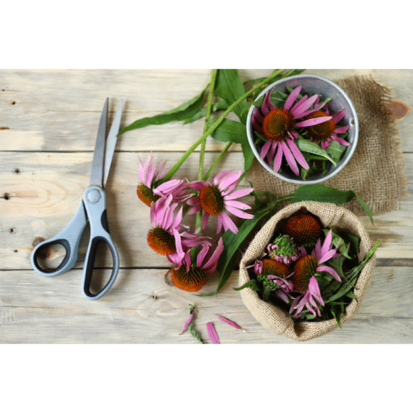 Echinacea per oz