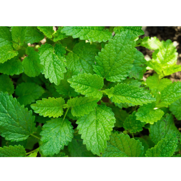 Lemon Balm